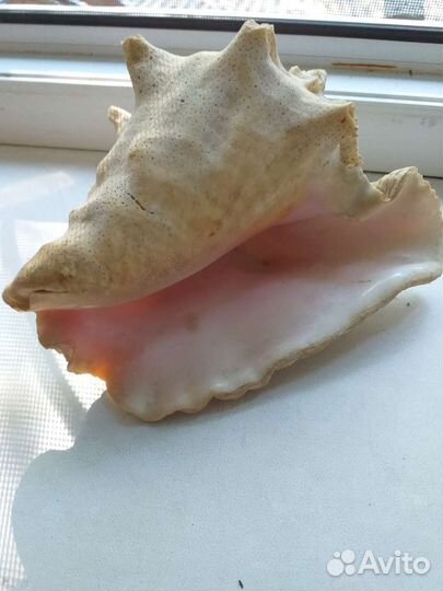 Ракушка из моря