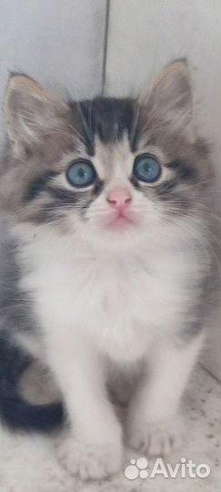 Котята - малыши 1,5 мес