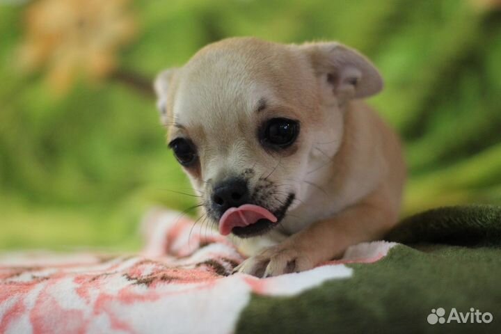 Девочки чихуахуа с РКФ