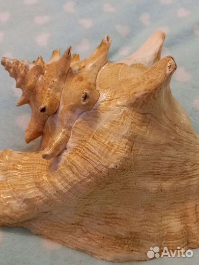 Большая ракушка для интерьера и поменьше