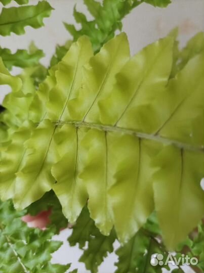 Нефролепис Дассада Неон