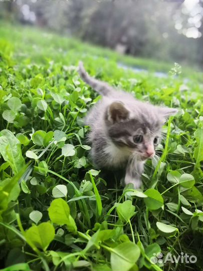 Сибирская кошка