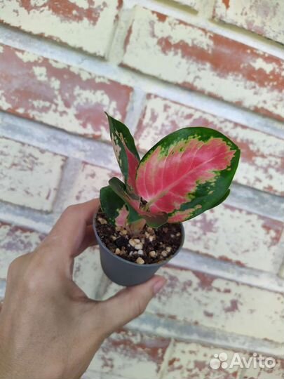 Детки Аглаонем/ разные