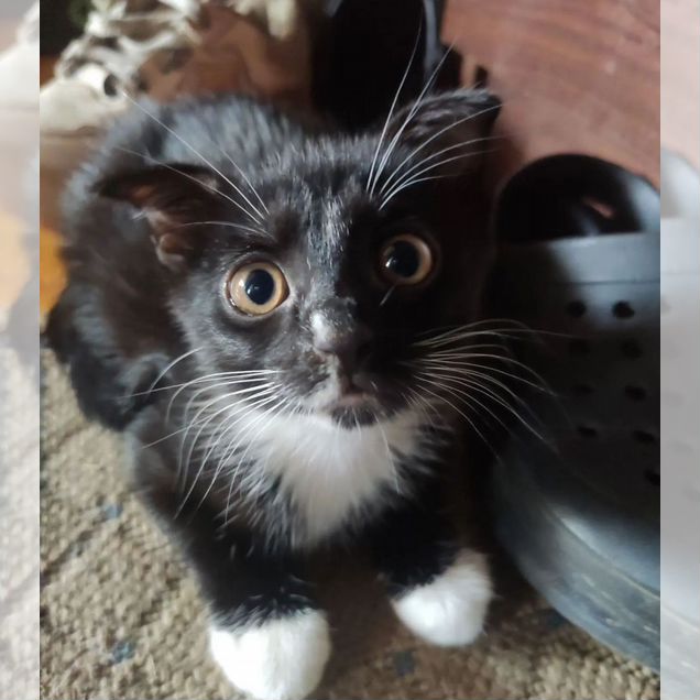Котёнок в добрые руки