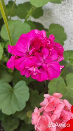 Герань пеларгония