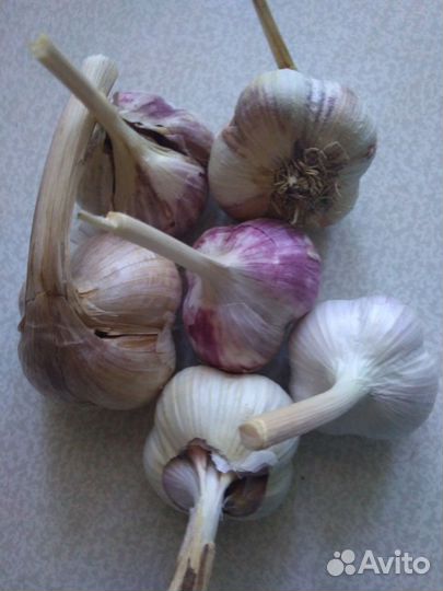 Чеснок озимый