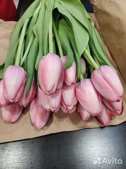 Луковицы тюльпана после выгонки расцветки микс