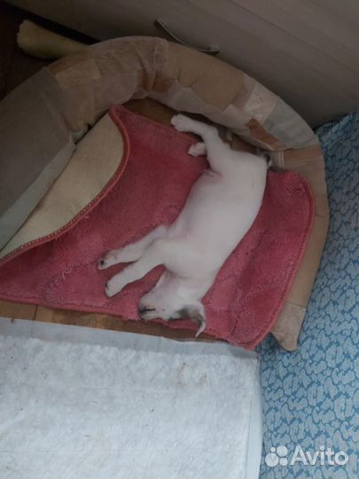 Щенок в добрые руки маленькой собаки