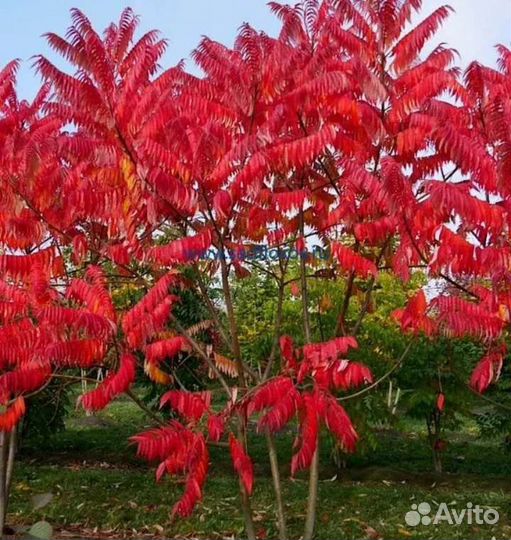 Дерево Сумах