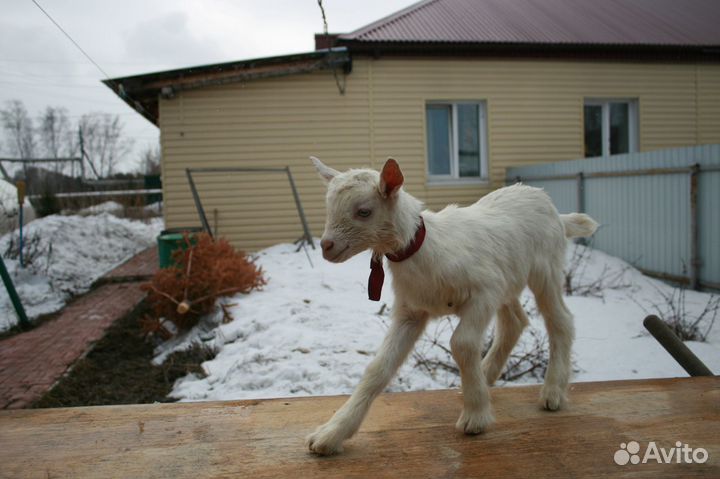 Козье молоко