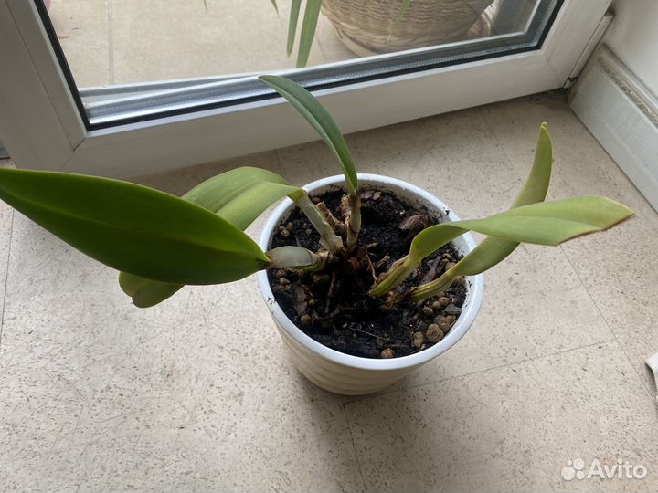 Орхидея каттлея