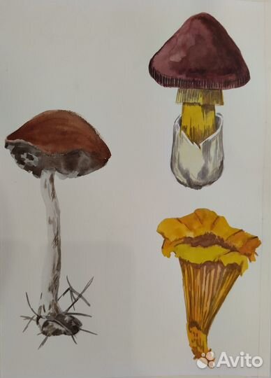 Ботаника. Акварель. Картина