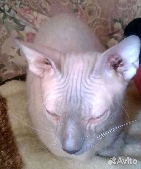 Канадский сфинкс