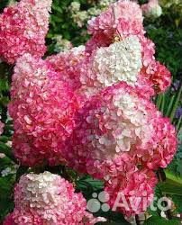 Гортензия метельчатая