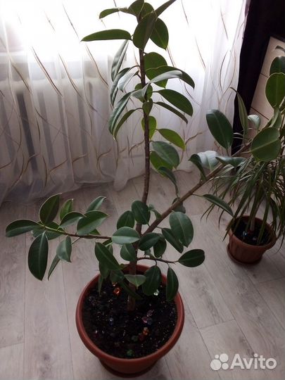 Комнатные растения