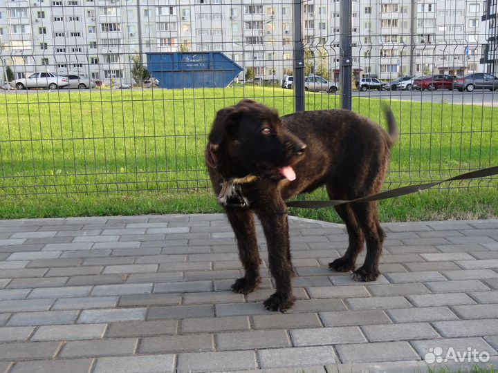 Отдам в добрые руки