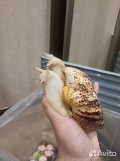 Улитки ахатины