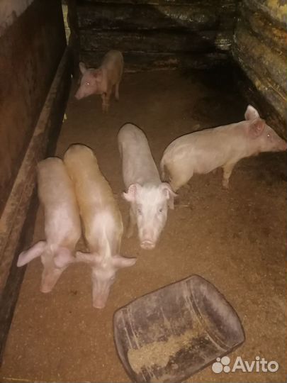 Поросенок ландрас