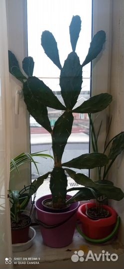 Опунция бергера