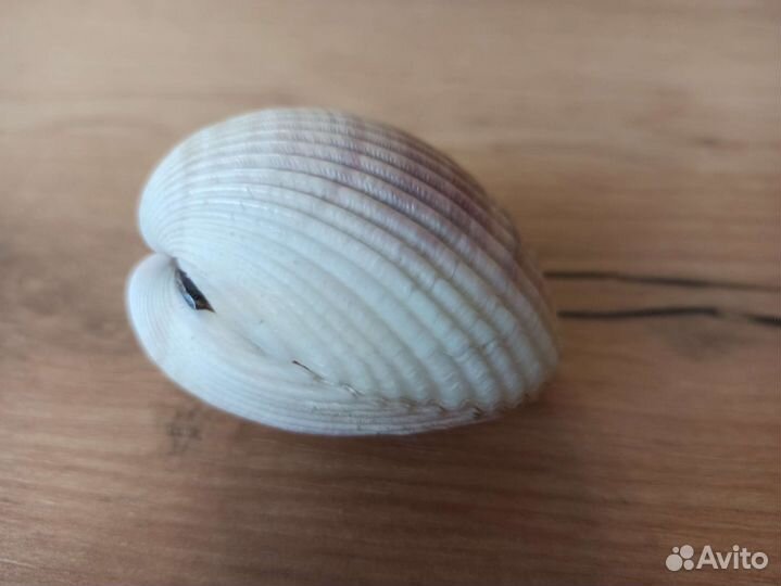 Морская раковина