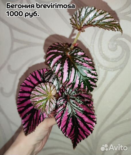 Бегонии сортовые