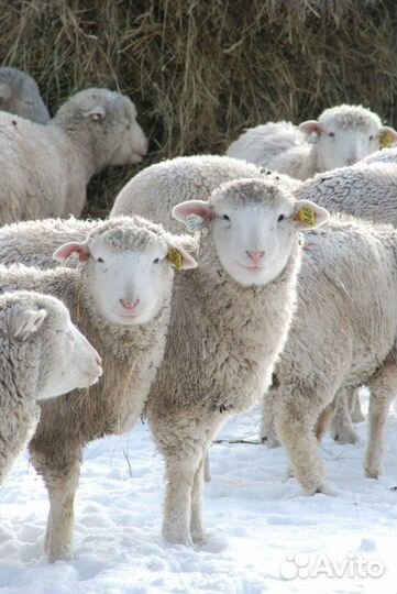 Овцематки, обмен