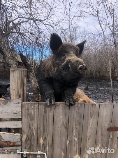 Кабан На племя