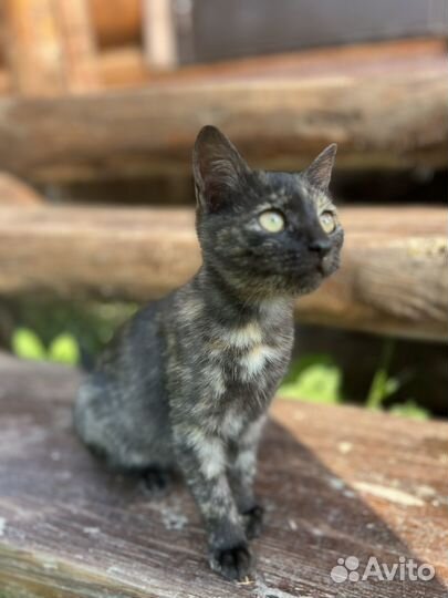 Котенок в дар