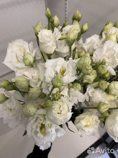 Лизиантус (эустома)