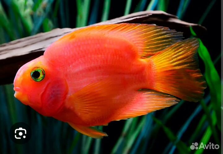 Рыбка попугай красный