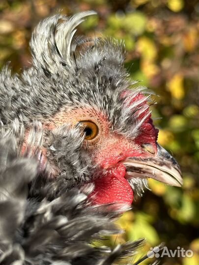 Молодые карликовые кохинхины