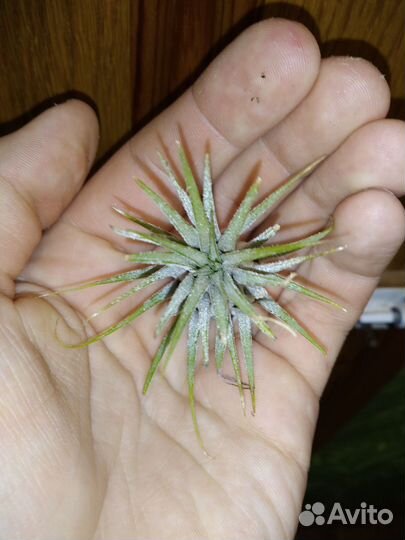 Тилландсия атмосферная