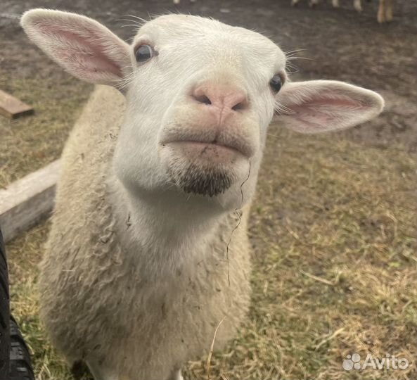 Ягнята кросс дорпер