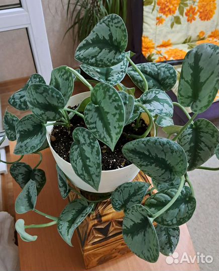 Сциндапсус пиктус треби