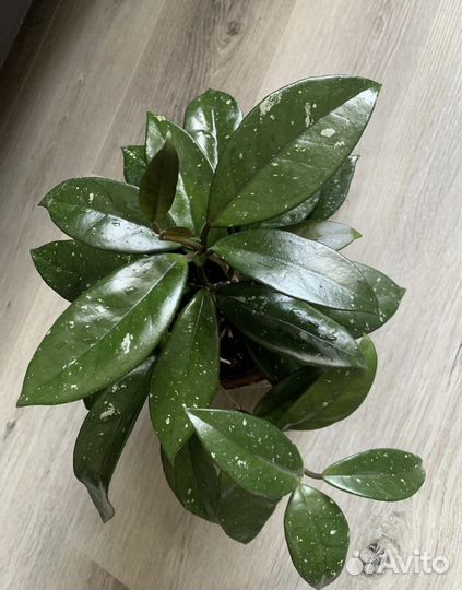 Хлорофитум зеленый и другие комнатные растения