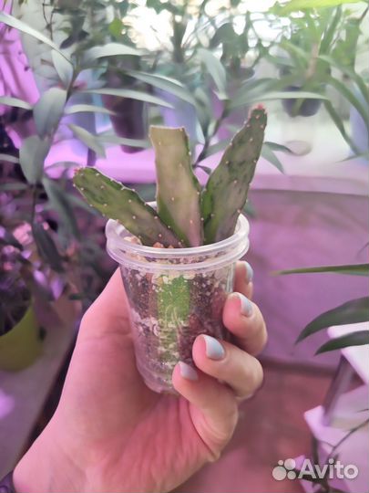 Опунция нопалея