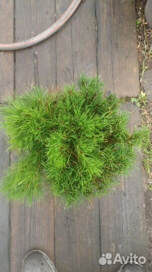 Сосна горная пумилио