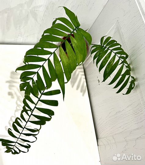 Пальма хамедорея