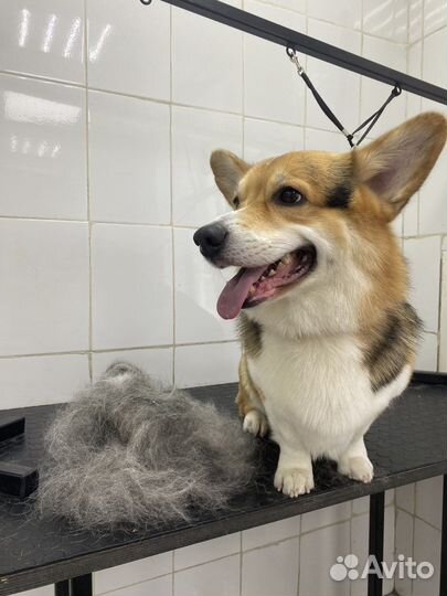 Груминг, вычесывание собак, экспресс линька