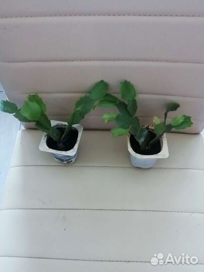 Декабрист шлюмбергера