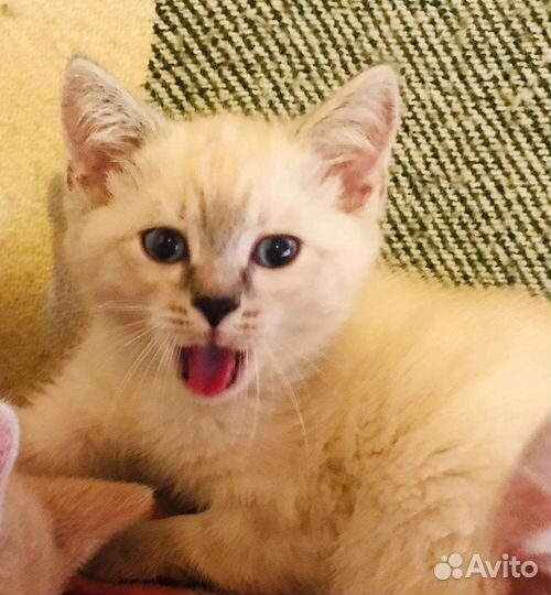 Кошка в дар