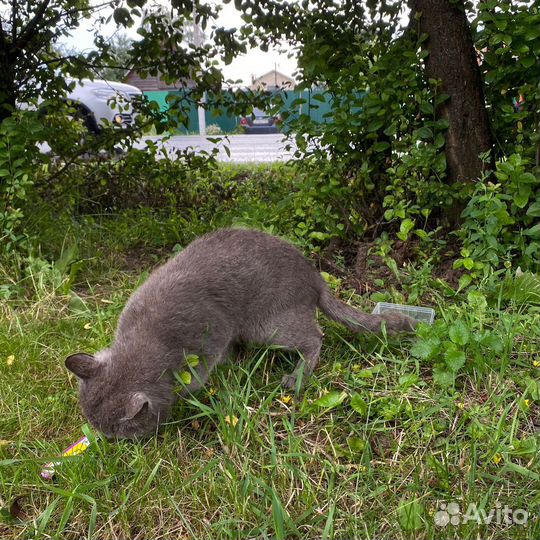 Породистому котику нужен дом