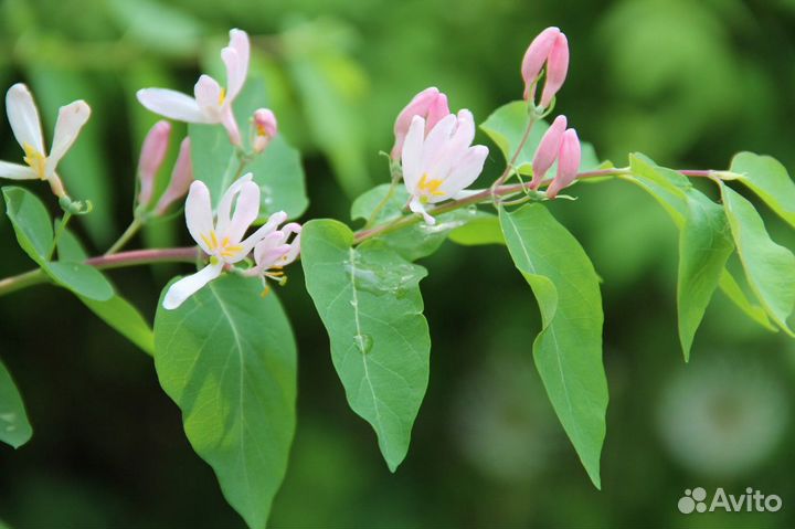 Жимолость (каприфоль)