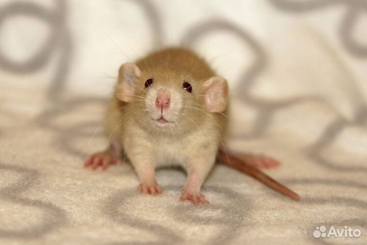 Мышь декоративная