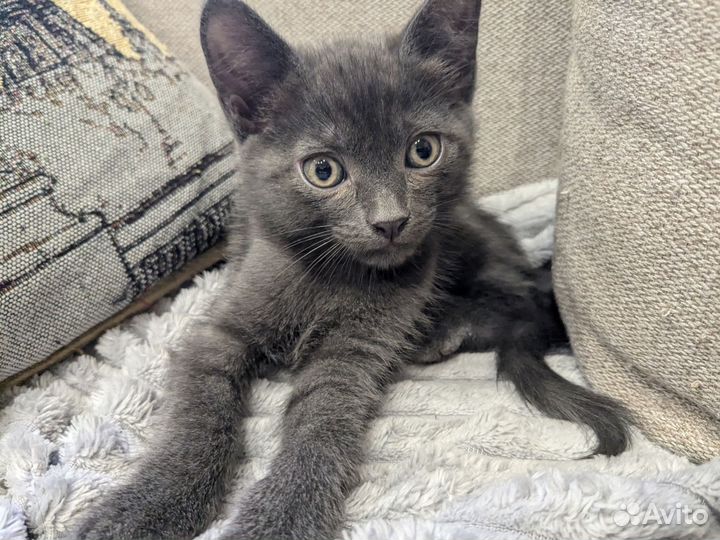 Котята мальчики в добрые руки