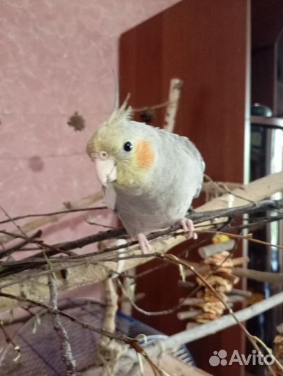 Попугай Корелла