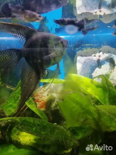 Аквариумные рыбки