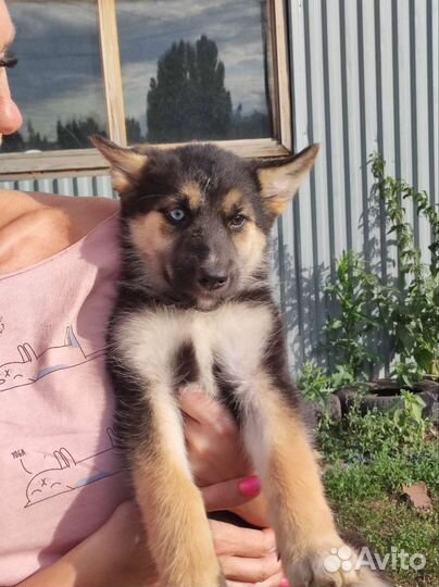 Отдам бесплатно животные