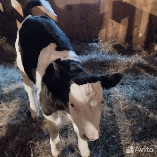 Сельхоз животные