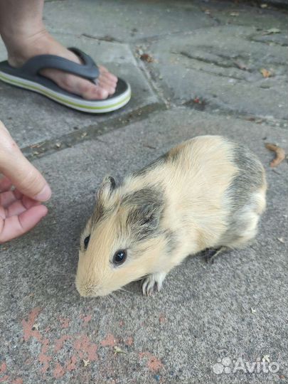 Морские свинки